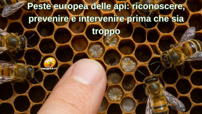 Peste europea delle api: riconoscere, prevenire e intervenire prima che sia troppo