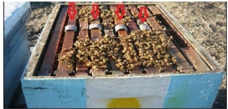  Strisce con Acido Ossalico e Glicerina per Trattamenti Apistici - onomeus.it