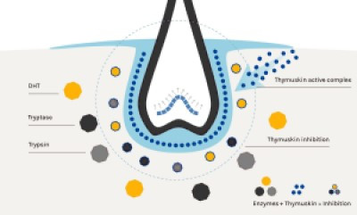 Actiunea Thymuskin