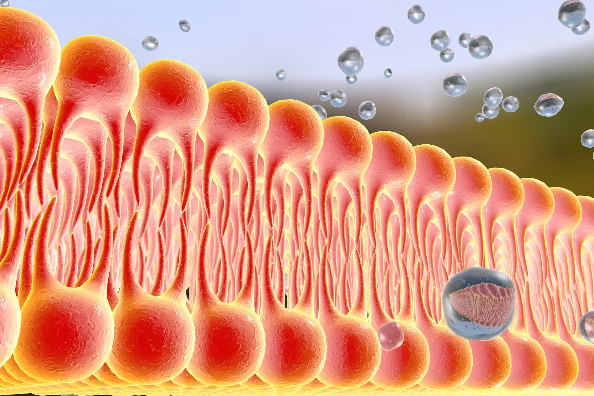 Imaginea astaxantinei, cel mai puternic antioxidant
