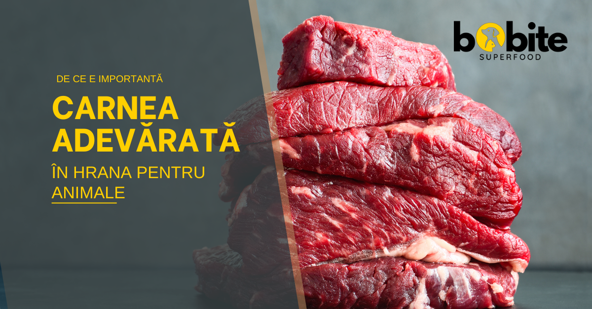 De ce hrana pentru câini cu carne adevărată este cea mai bună alegere pentru blănosul tău