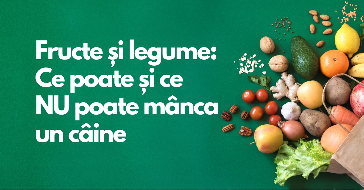 Fructe și legume sigure pentru câini – Ce pot și ce nu pot mânca