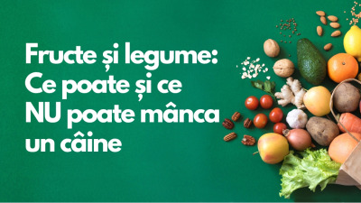Fructe și legume sigure pentru câini – Ce pot și ce nu pot mânca