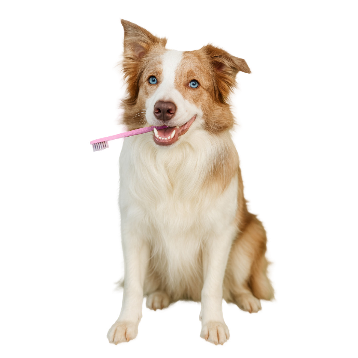 Bobite Peptide+ Dental Care &ndash; c&acirc;ine cu periuță de dinți
