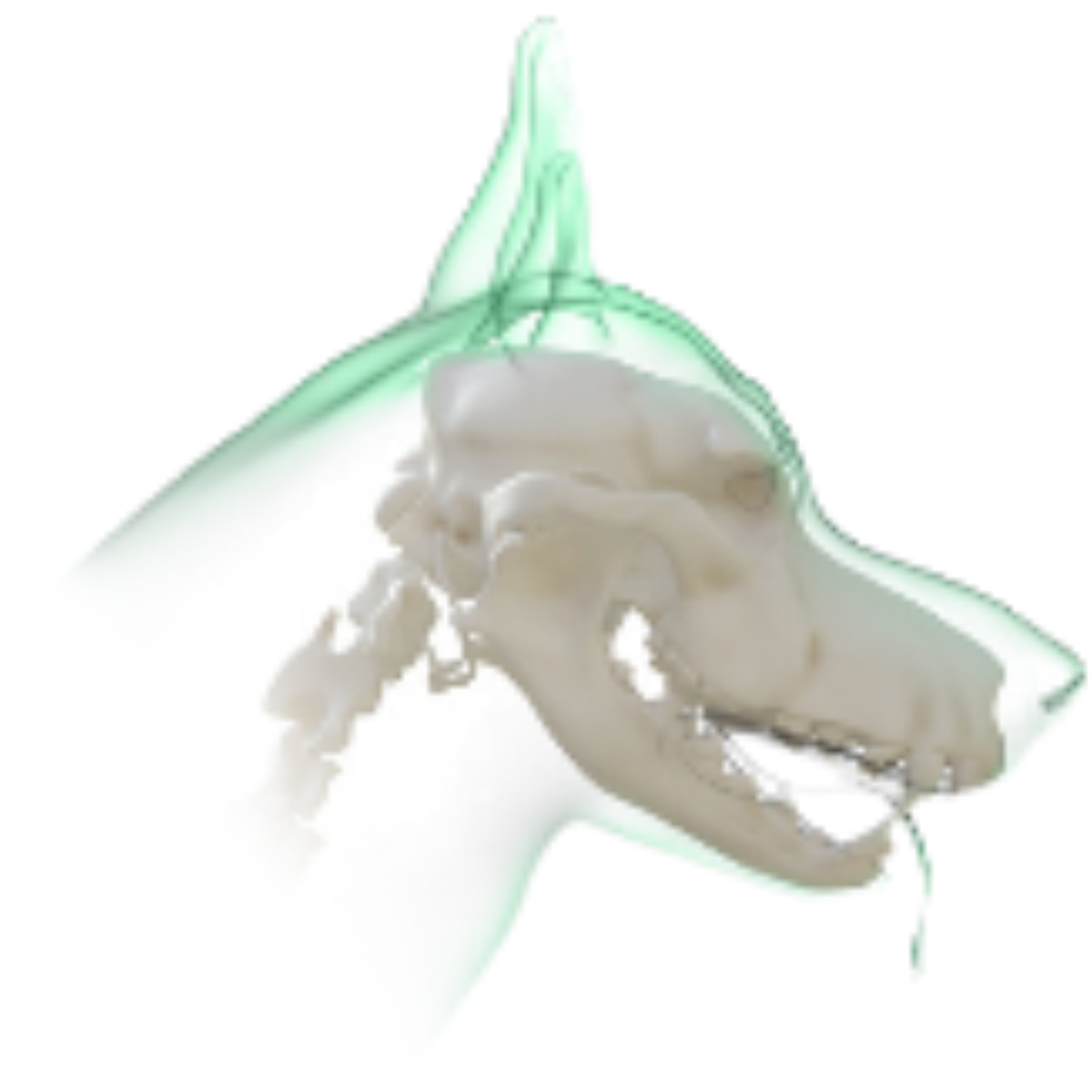 Ilustrație cavitate orală c&acirc;ine &ndash; Dental Care