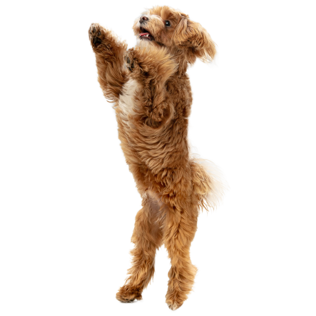 Dog Skin & Coat Care