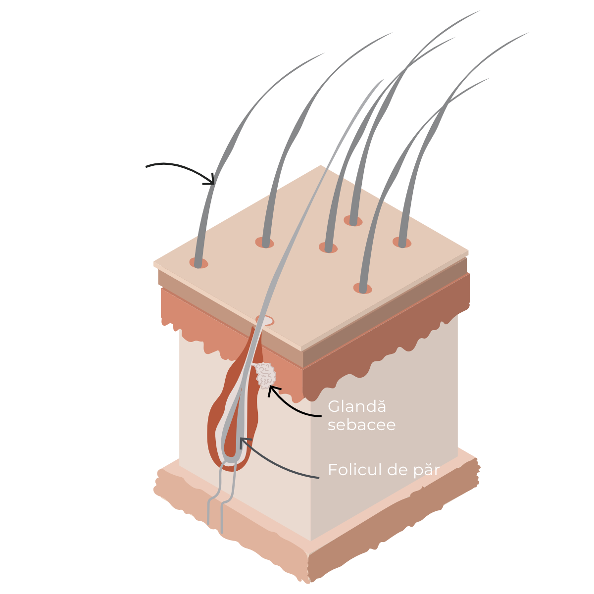 Structura pielii &ndash; epidermă, dermă, strat subcutanat, folicul pilos