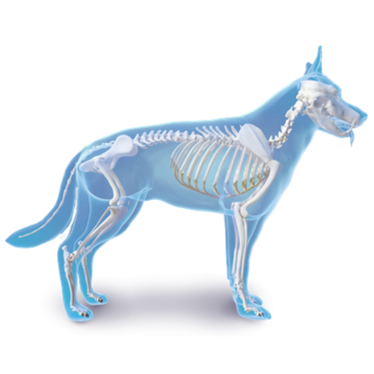 Câine adult – suport articular