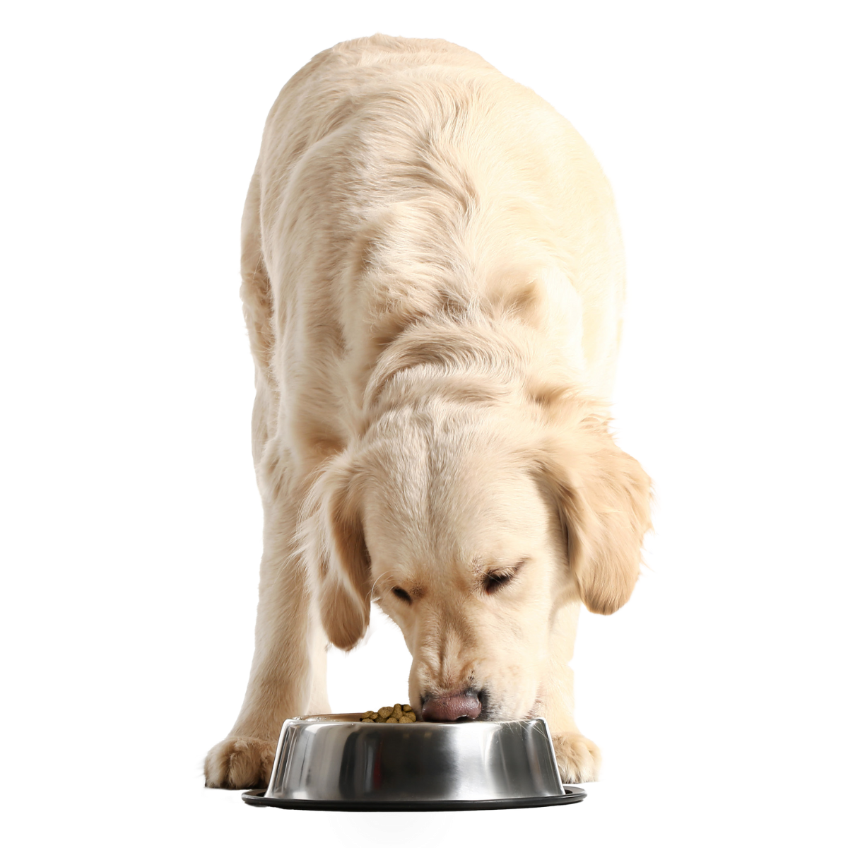 Dog Digestive Care