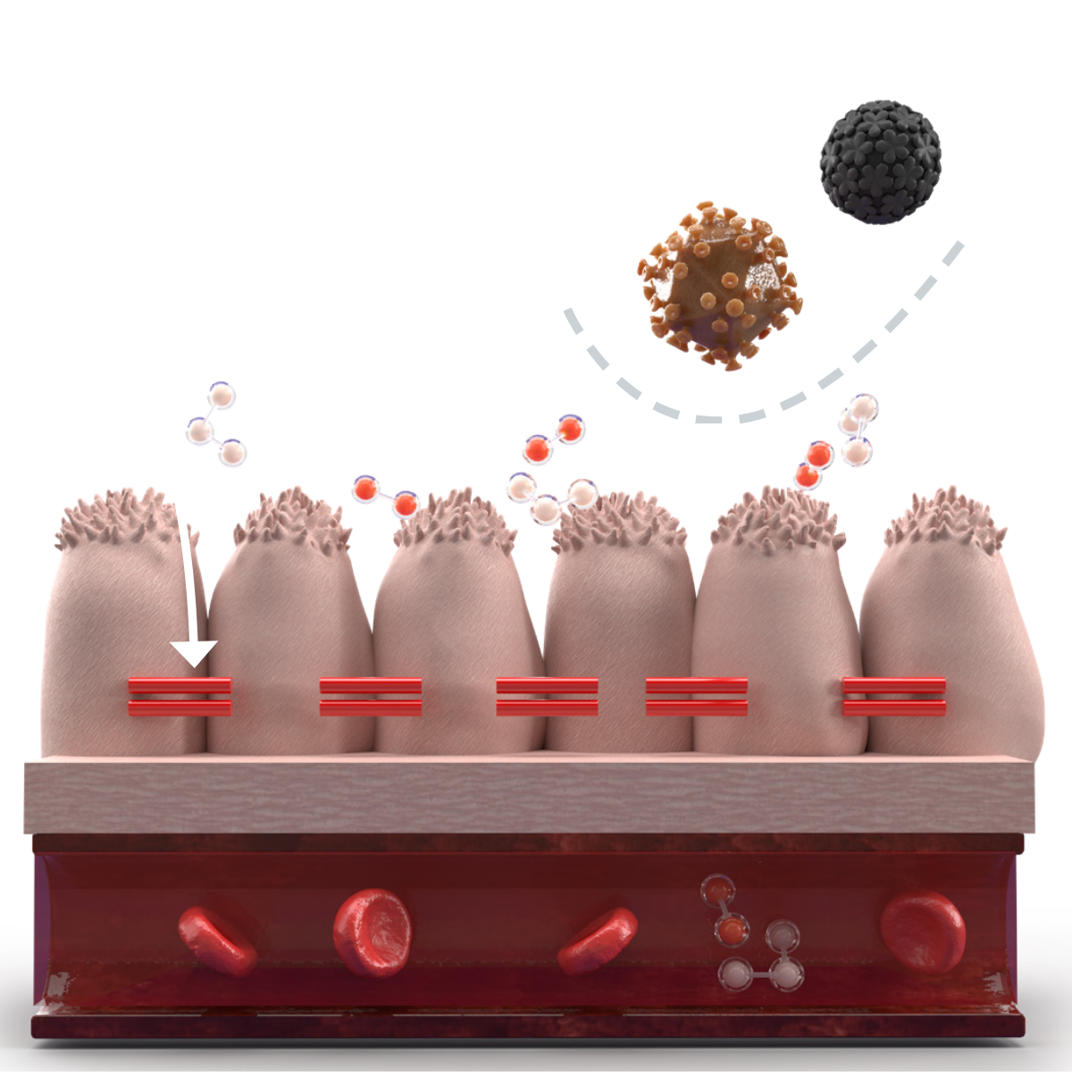 Peptide Power