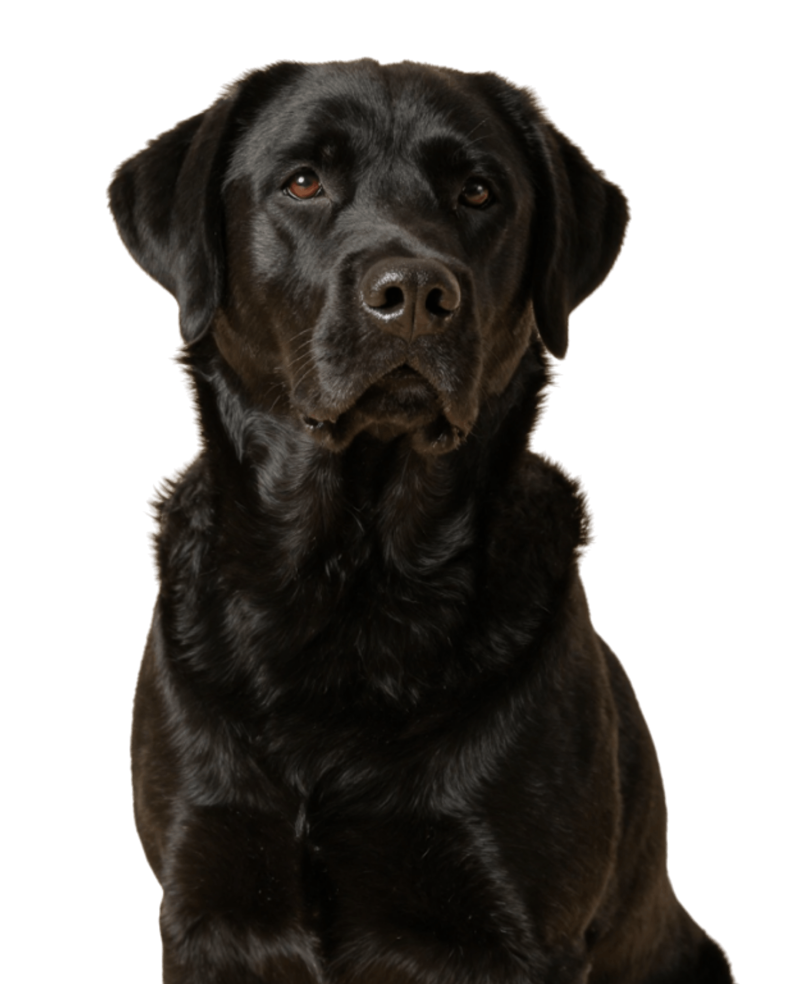Asha, labradorul nostru