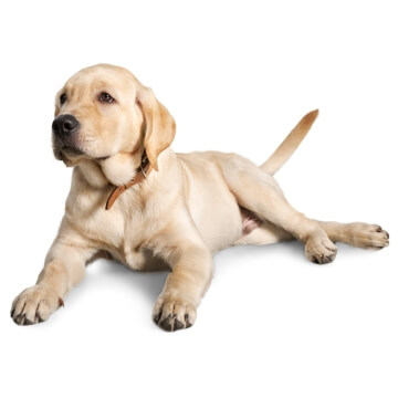 For Dogs