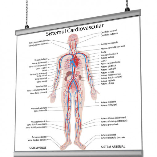 Plansa Sistemul Cardiovascular cu sistem de prindere