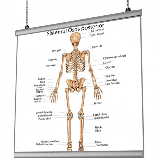 Plansa Sistemul Osos Posterior cu sistem de prindere