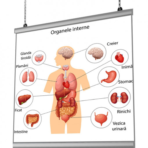Plansa Organe Interne Umane cu sistem de prindere