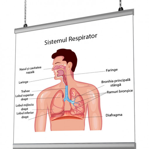 Plansa Sistem Respirator cu sistem de prindere