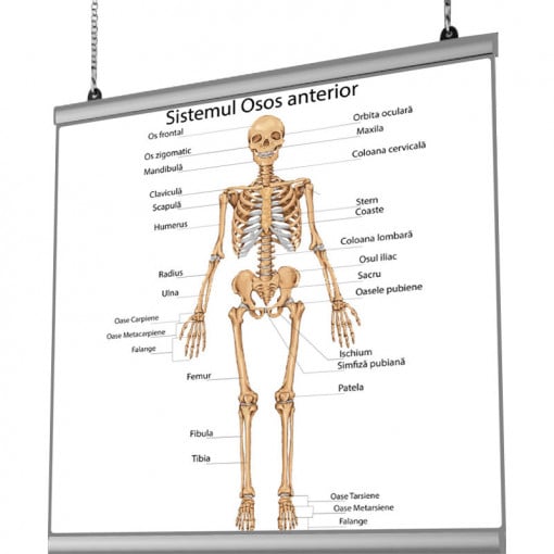Plansa Sistemul Osos Anterior cu sistem de prindere