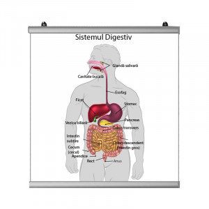 Plansa Sistem Digestiv 2