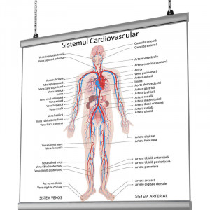 Plansa Sistemul Cardiovascular cu sistem de prindere