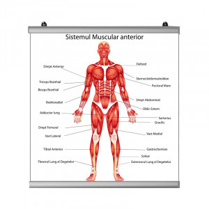 Plansa Sistem Muscular Anterior 2