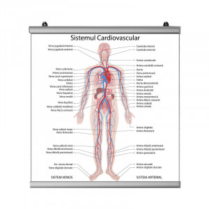 Plansa Sistemul Cardiovascular 2