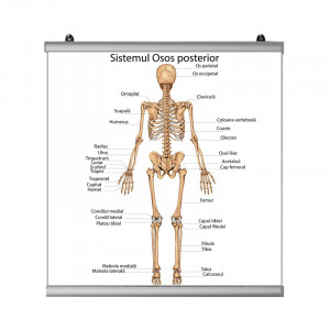 Plansa Sistemul Osos Posterior cu sistem de prindere 2