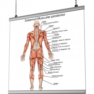 Plansa Sistem Muscular Posterior cu sistem de prindere