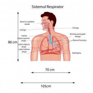 Sticker perete Sistemul Respirator - Img 2
