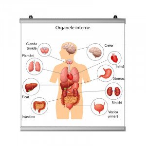 Plansa Organe Interne Umane 2