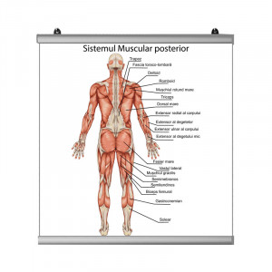 Plansa Sistem Muscular Posterior 2
