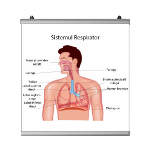 Plansa Sistem Respirator 2