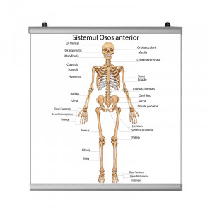 Plansa Sistemul Osos Anterior cu sistem de prindere 2