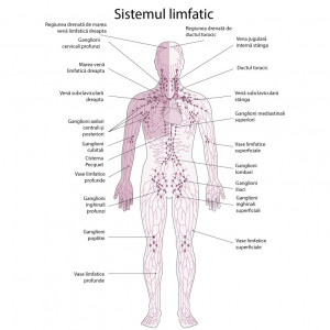 Sticker perete Sistemul Limfatic