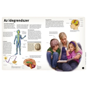 Így működik: Az emberi test - Img 2