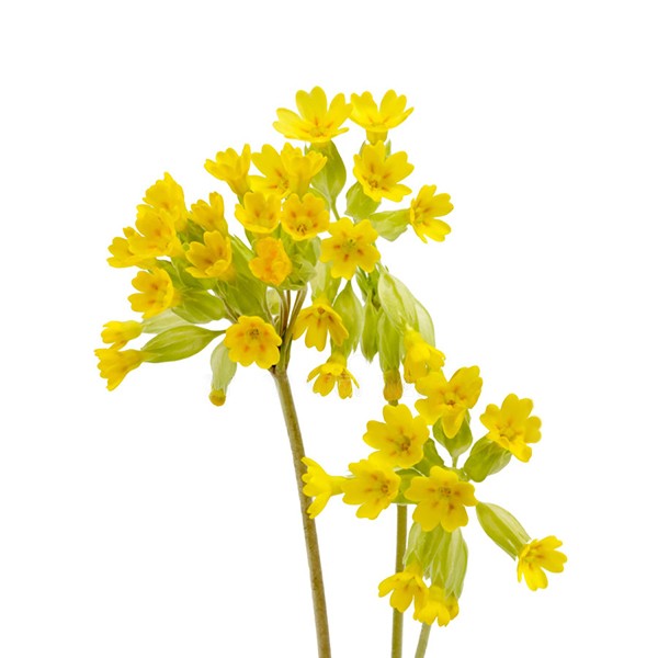 Јагорчевина (Primula veris)