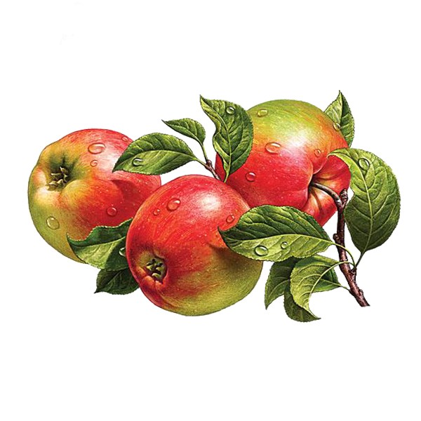 Јабука (Malus domestica)