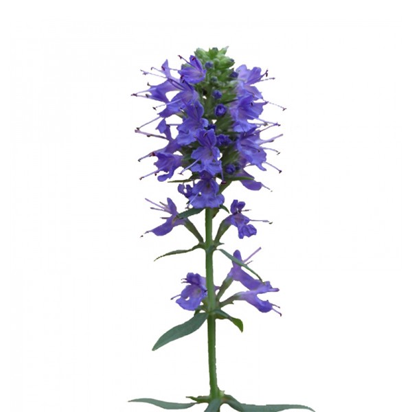 Исоп (Hyssopus officinalis)