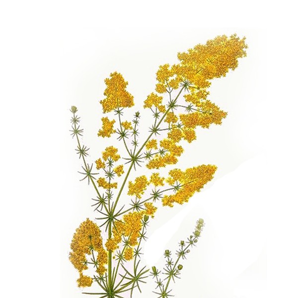 Ивањско цвеће (Galium verum)