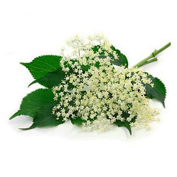 Зова (Sambucus nigra)