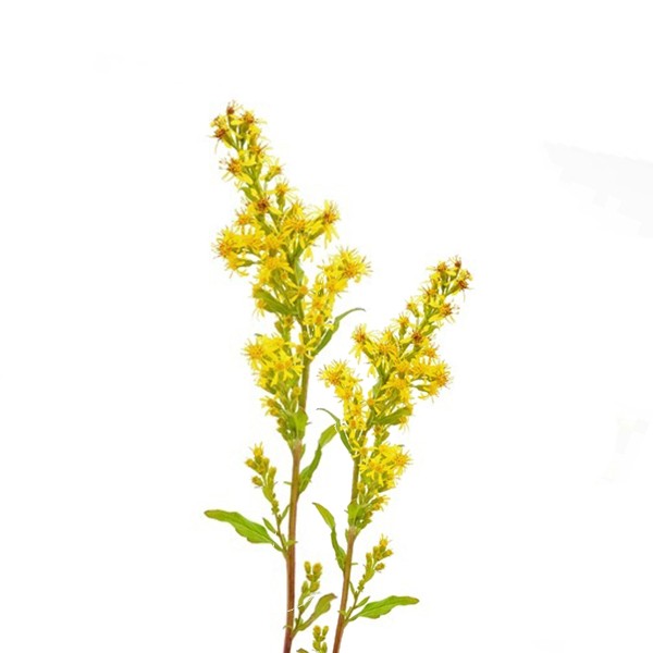 Златница (Solidago virgaurea)