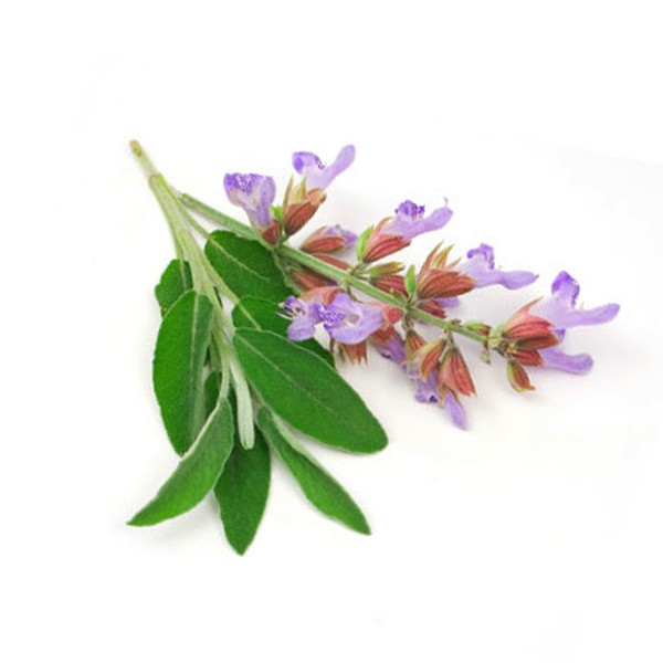 Жалфија (Salvia officinalis)