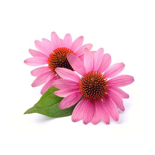Ехинацеа (Echinacea purpurea)