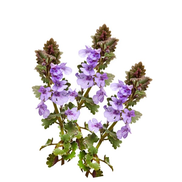 Добричица (Glechoma hederacea)