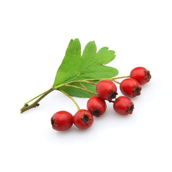 Глог (Crataegus monogyna)