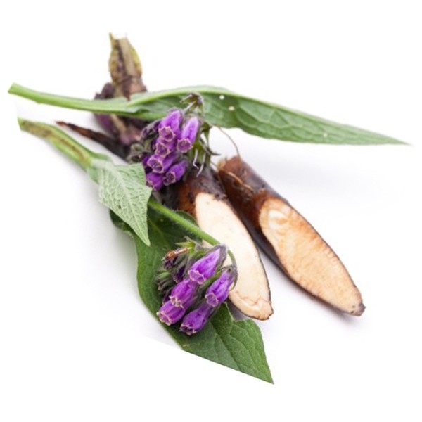 Гавез (Symphytum officinale)