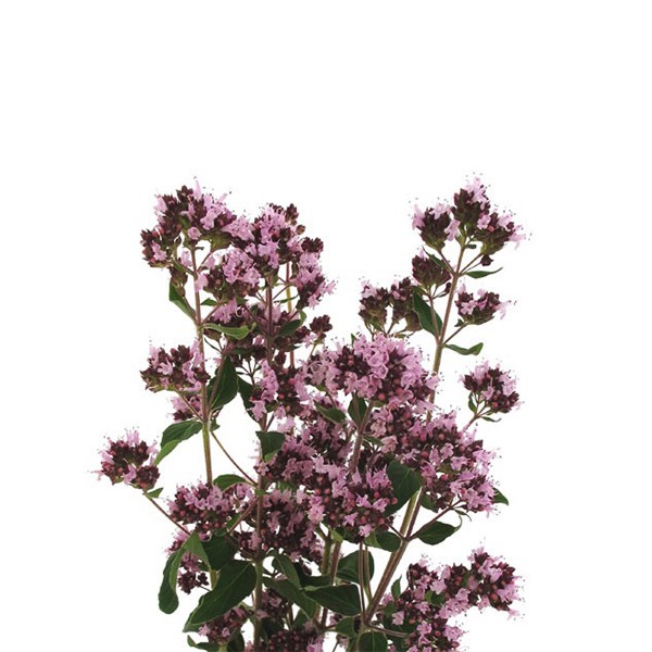 Вранилова трава (Origanum vulgare)