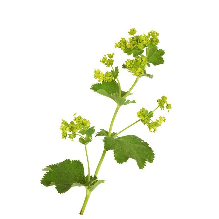 Вирак (Alchemilla vulgaris)