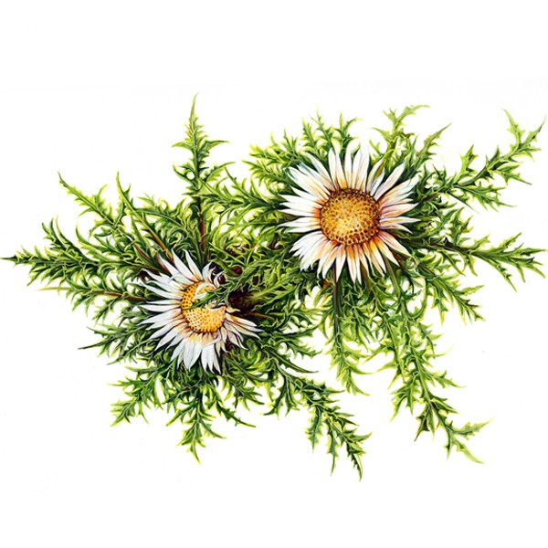 Вилино сито (Carlina acaulis)