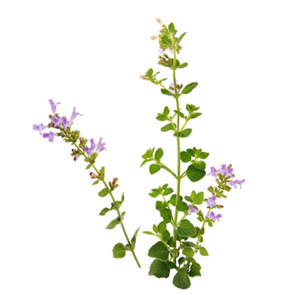 Верем трава (Calamintha officinalis)