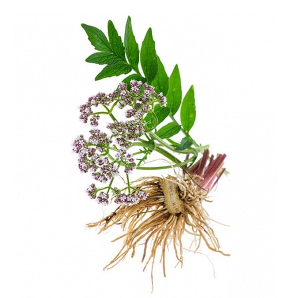 Валеријана (Valeriana officinalis)